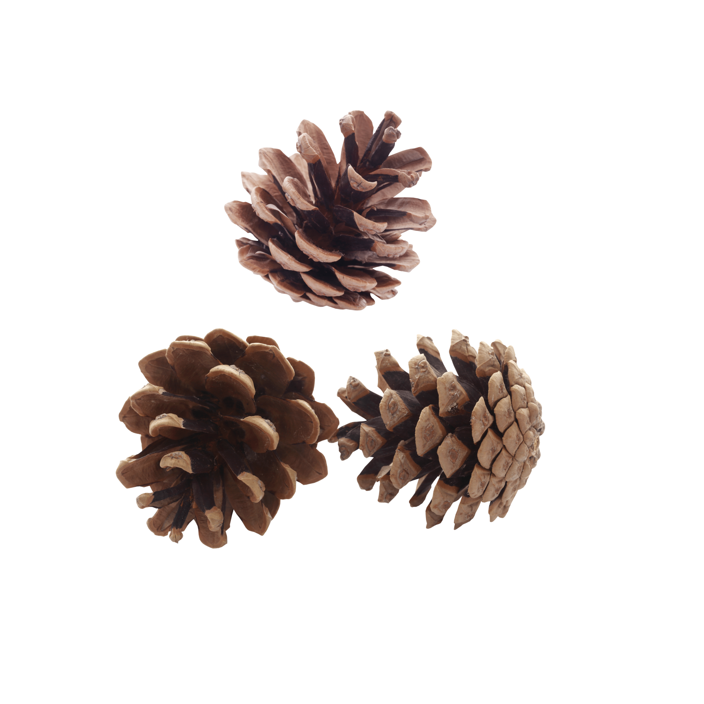 Dennenappels 15 st. | foerageer