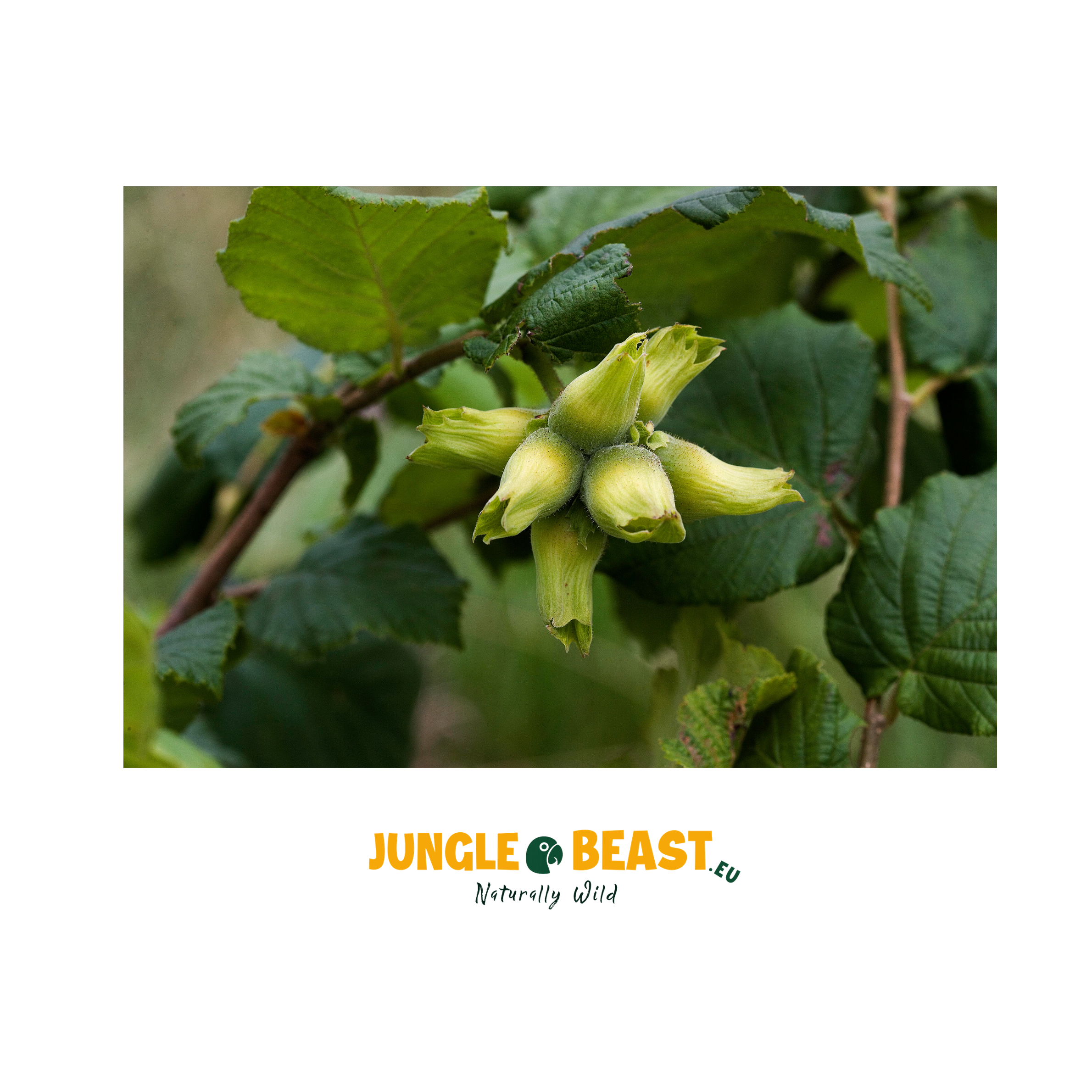 Hazelnoten | Dop | Papegaaien | 500g