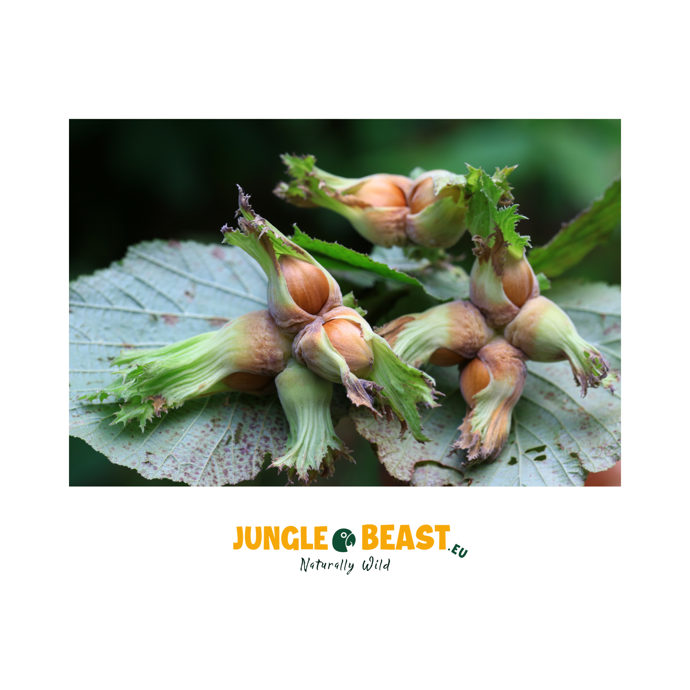 Hazelnoten | Dop | Papegaaien | 500g