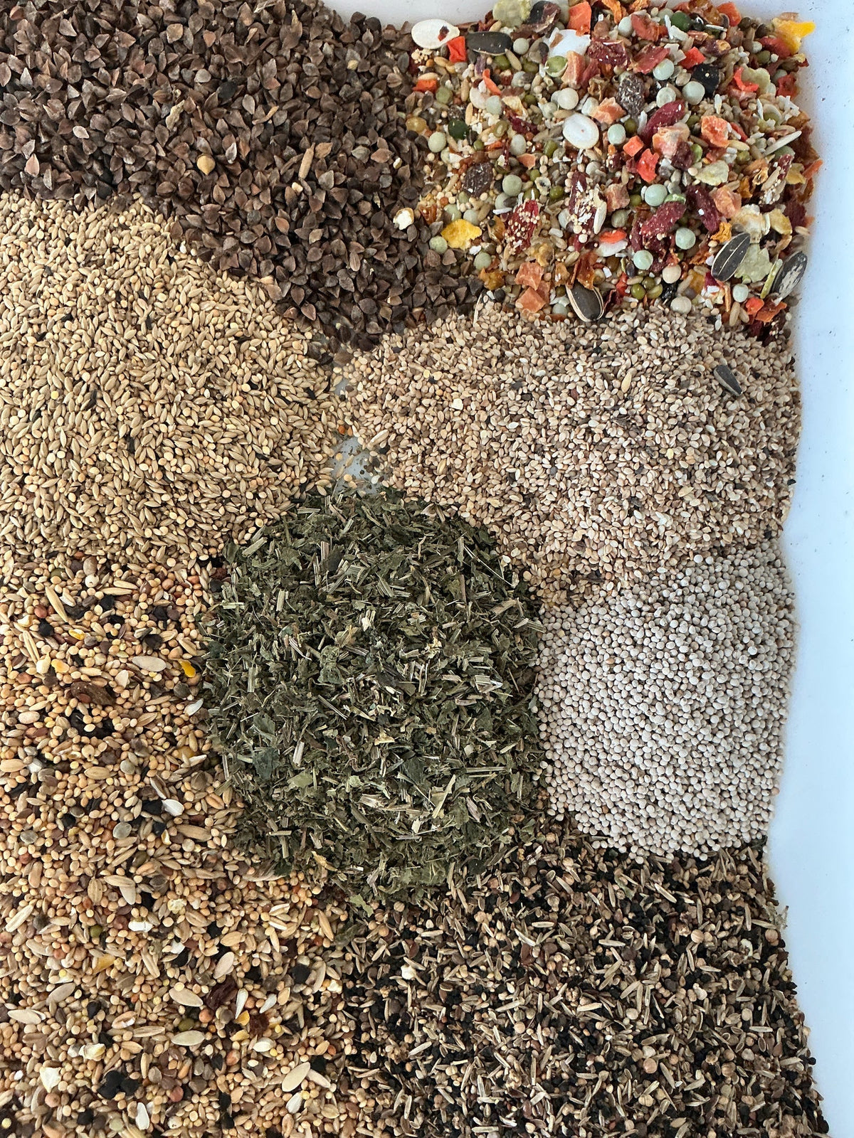 Halsbandparkiet | JUNGLE PROTËINE Blend
