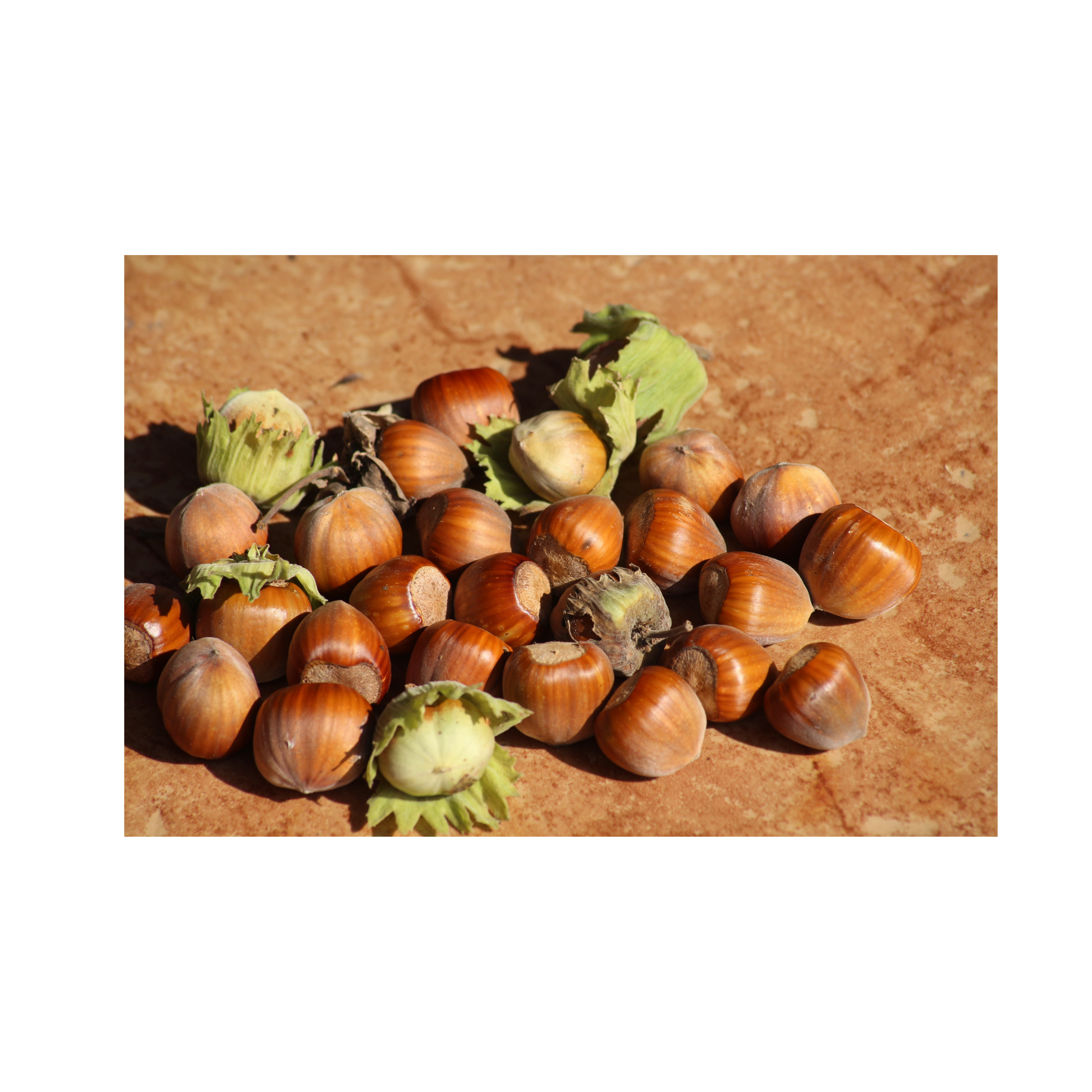 Hazelnoten | 500g | noten