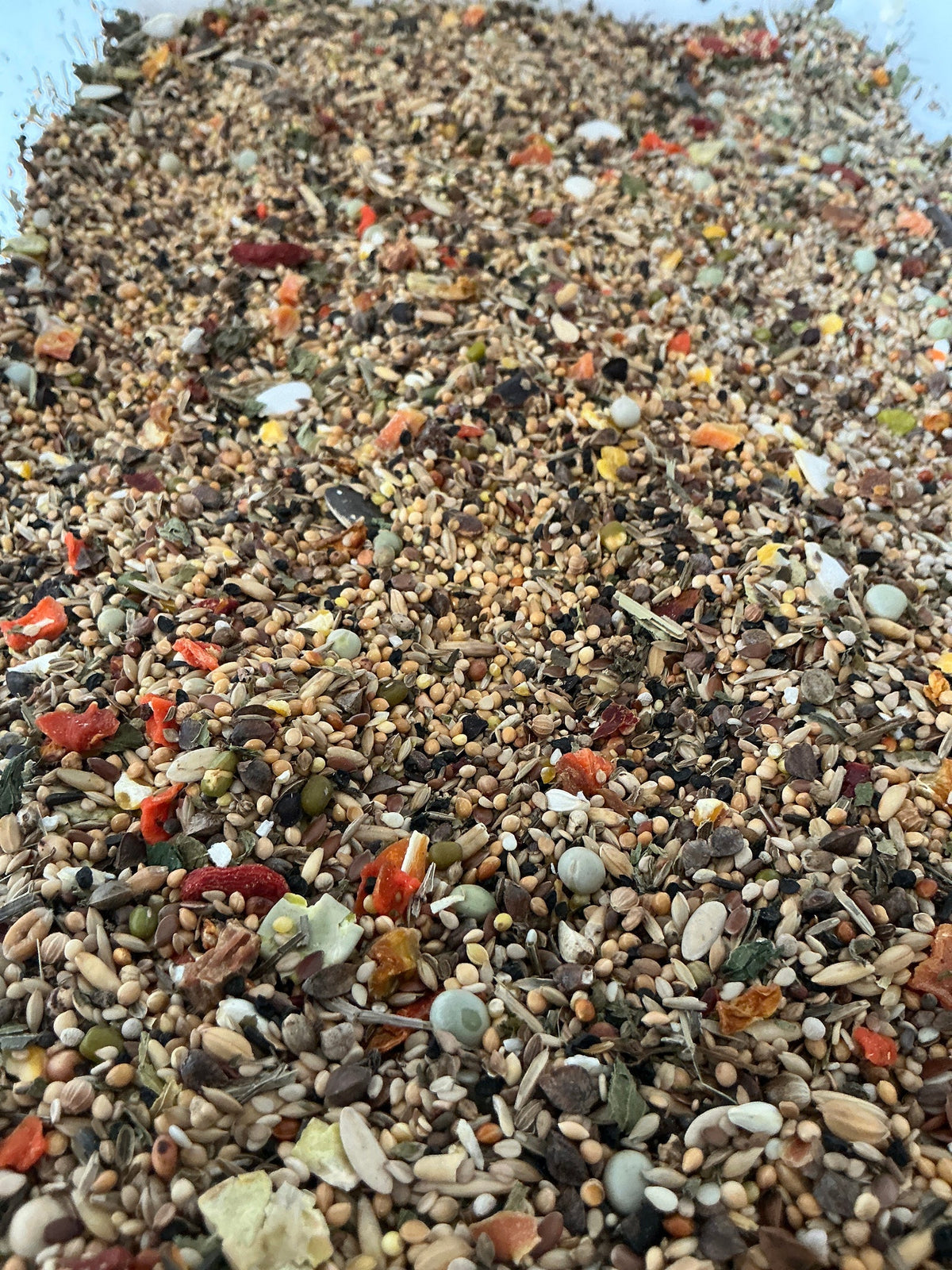 Halsbandparkiet | JUNGLE PROTËINE Blend