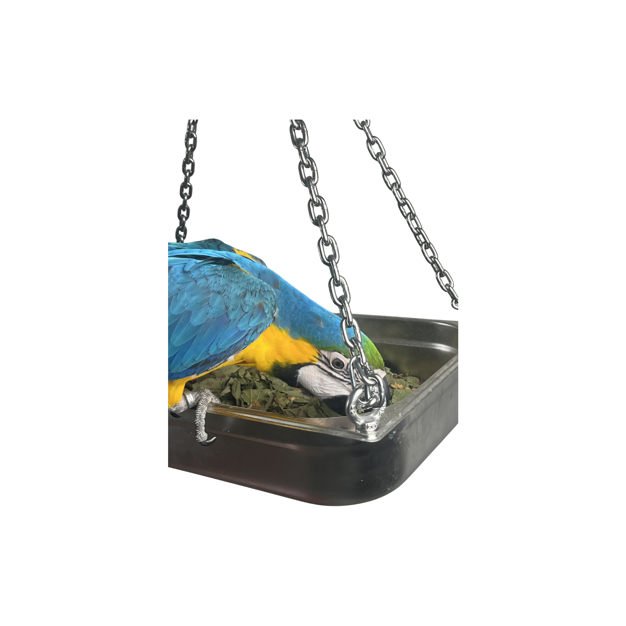 Foerageerschaal 100% RVS