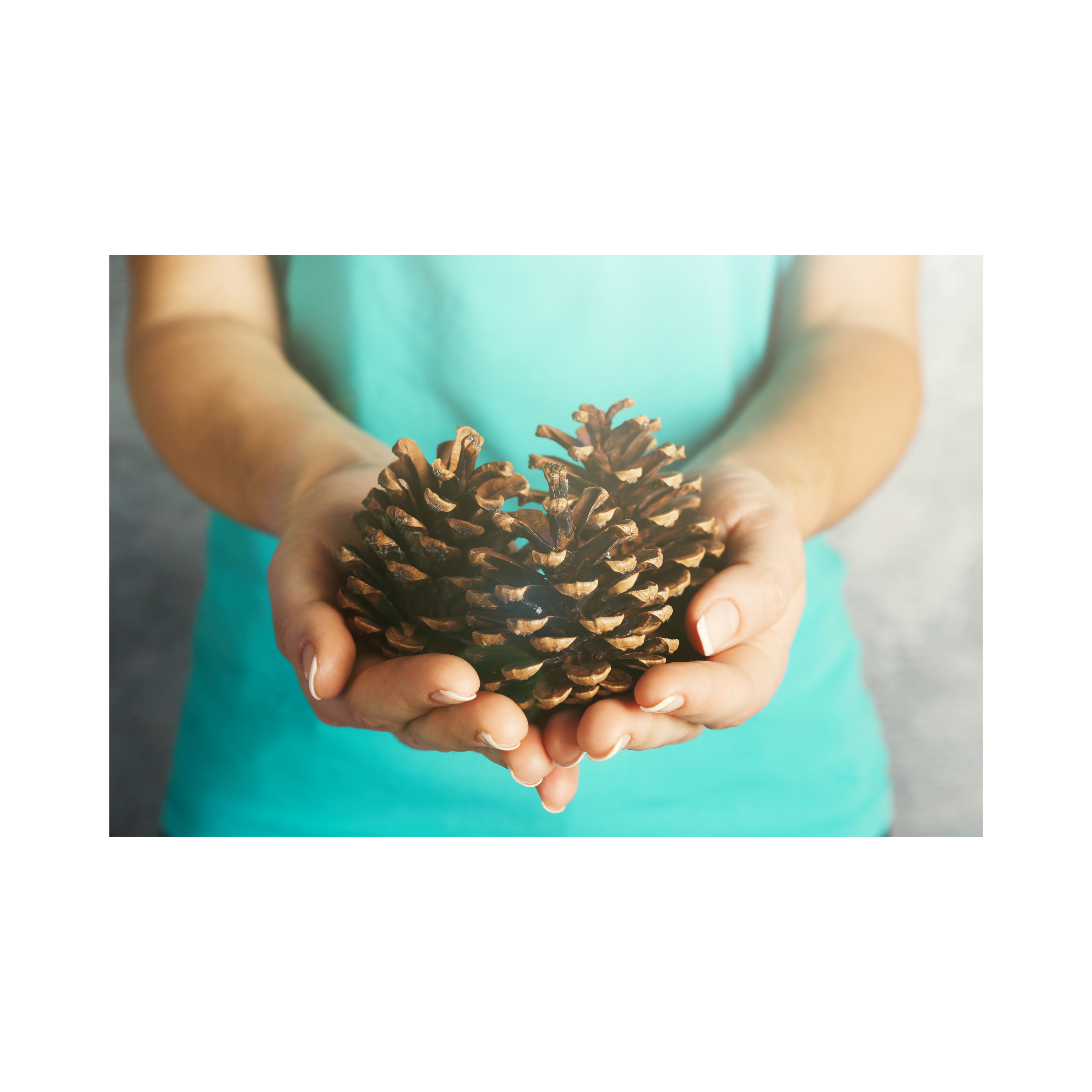 Dennenappels 15 st. | foerageer