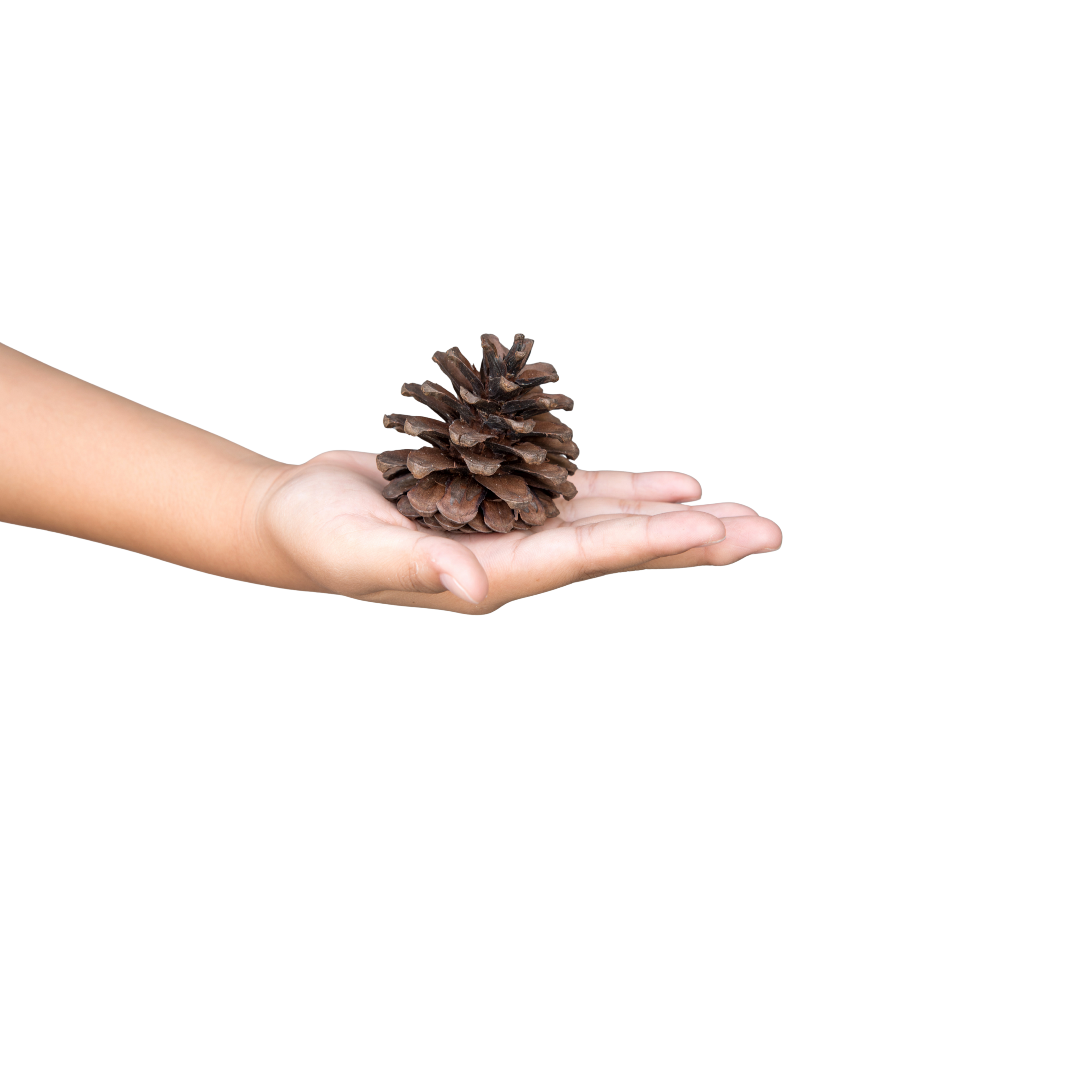 Dennenappels 15 st. | foerageer