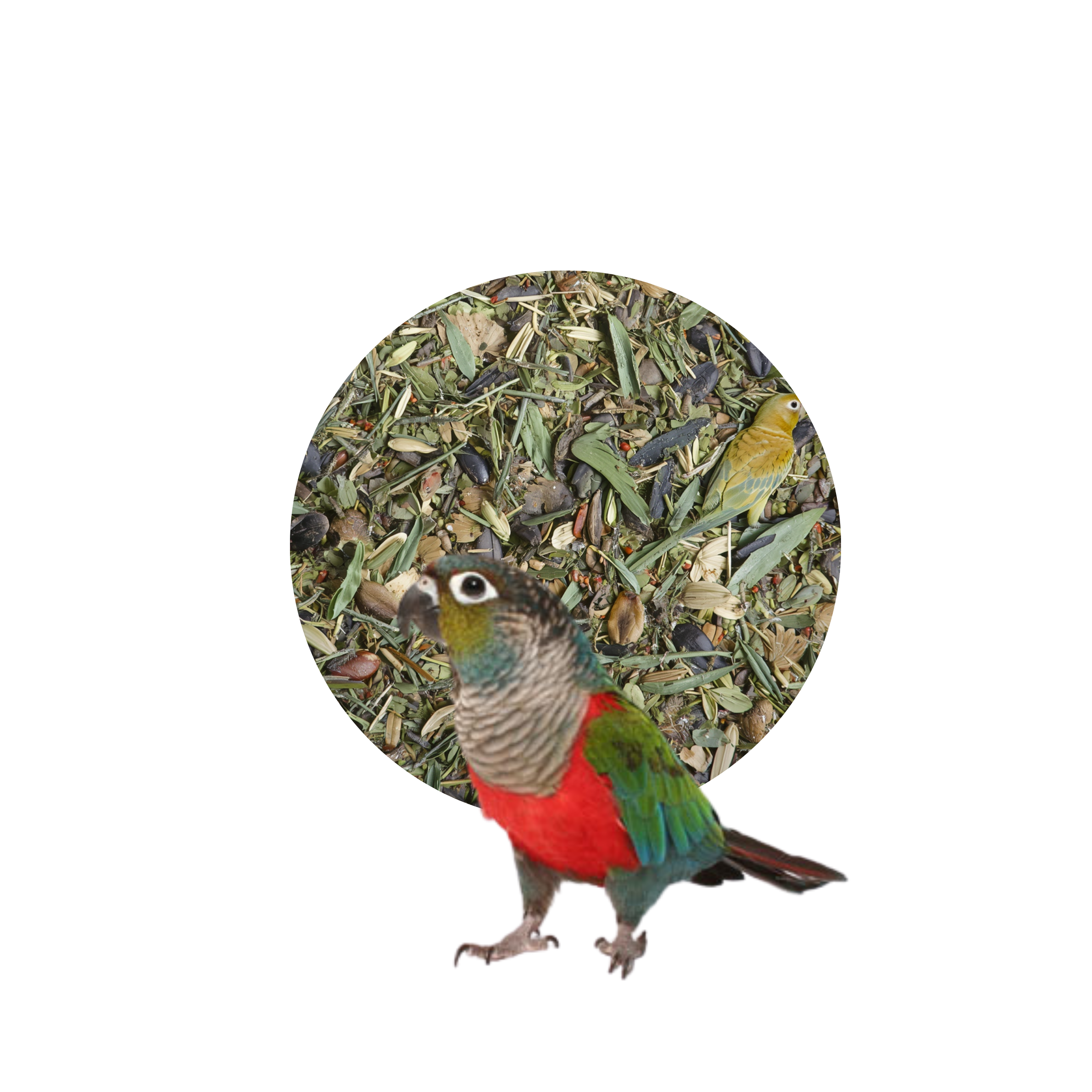 eten voor Pyrrhura