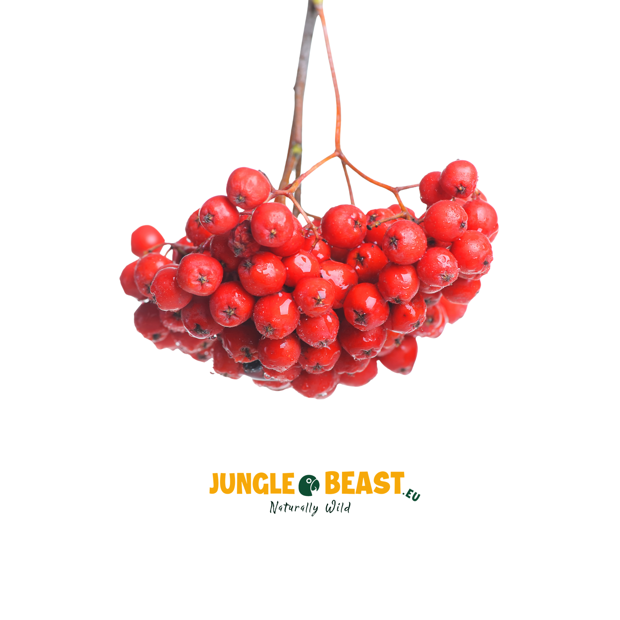 Lijsterbessen | gedroogd | 500g