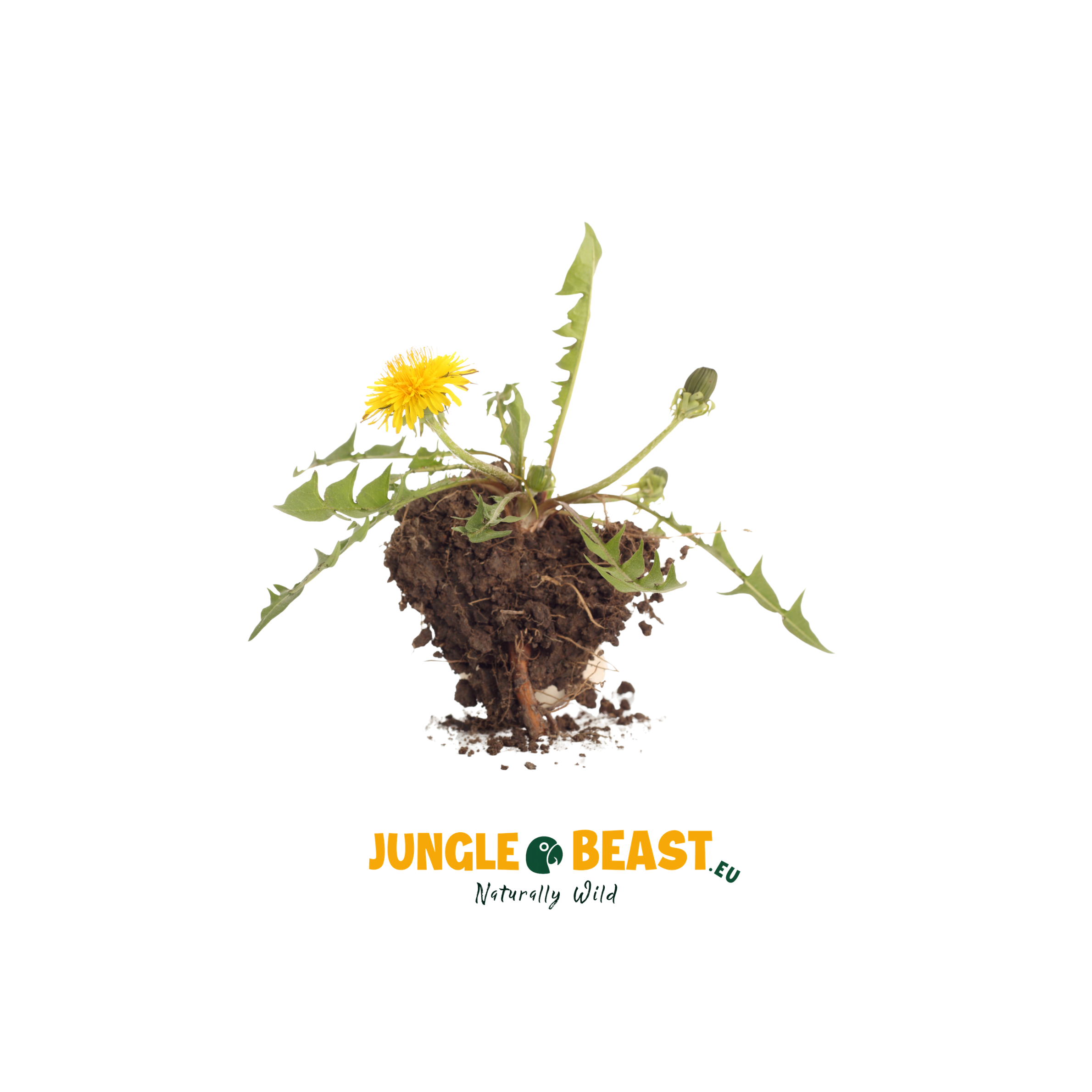Paardenbloem | Kruiden | 50g
