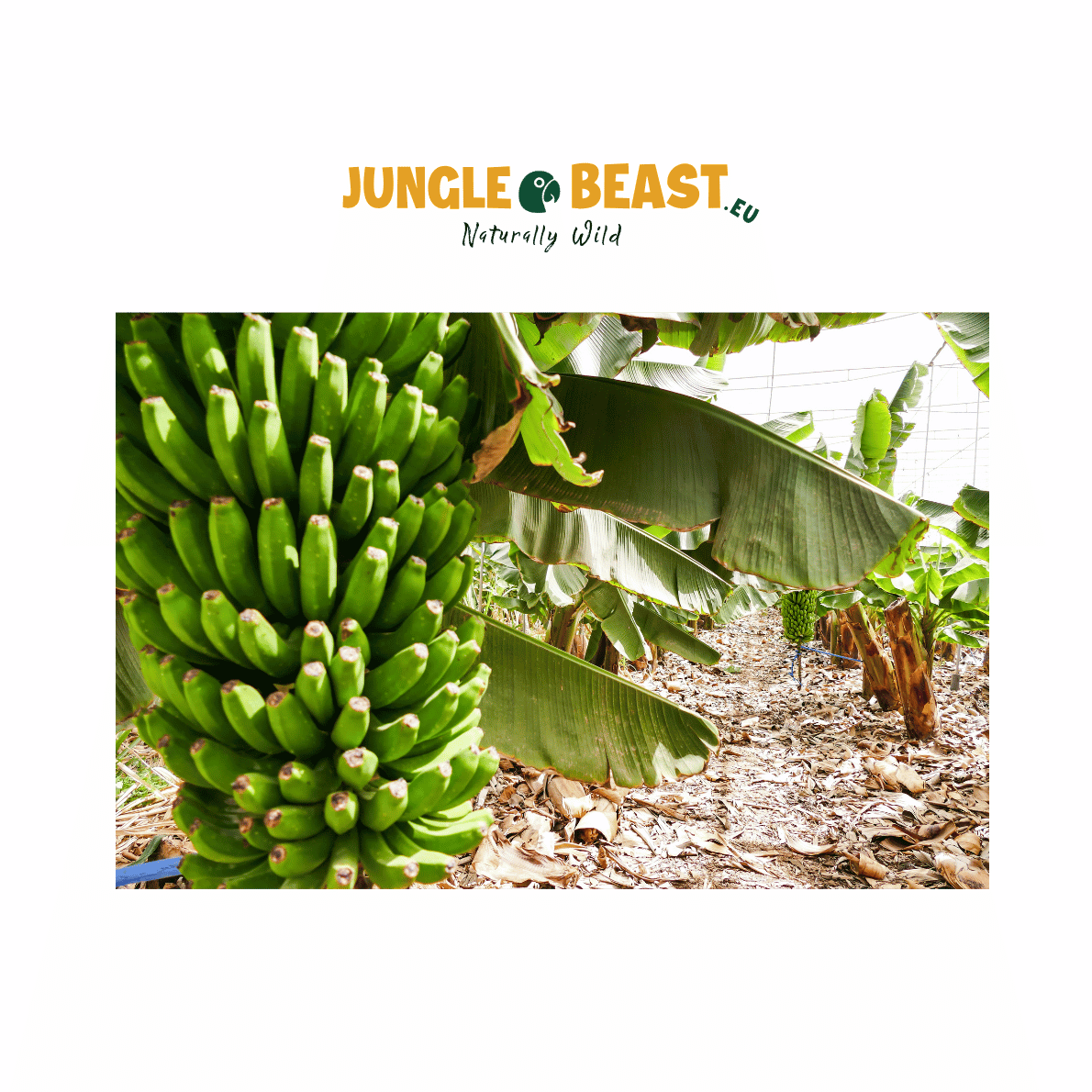 Bananenchips | Papegaaiensnack