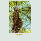Macaúba noten | palm| Braziliaanse Cerrado| 250g