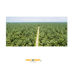 Macaúba noten | palm| Braziliaanse Cerrado| 250g