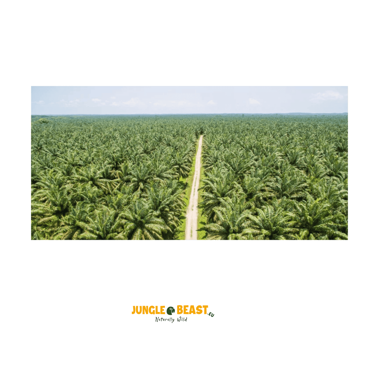 Macaúba noten | palm| Braziliaanse Cerrado| 250g