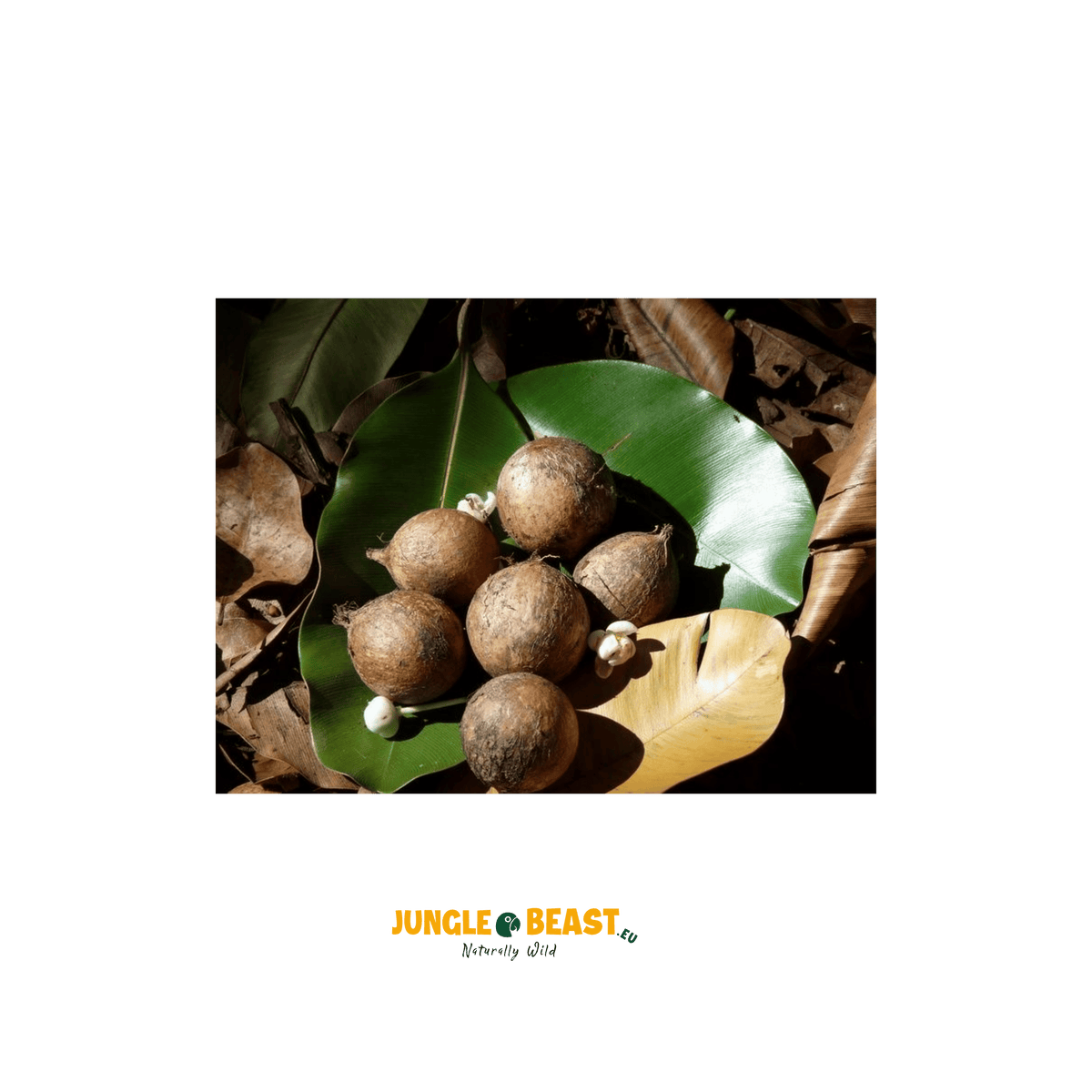 Macaúba noten | palm| Braziliaanse Cerrado| 250g