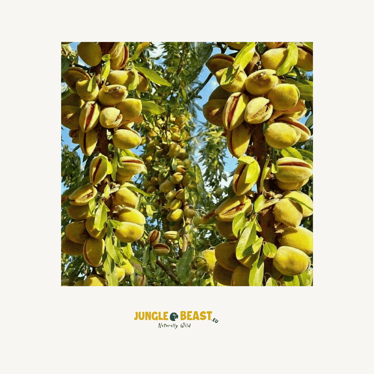 Pistache noten gepeld | 150g
