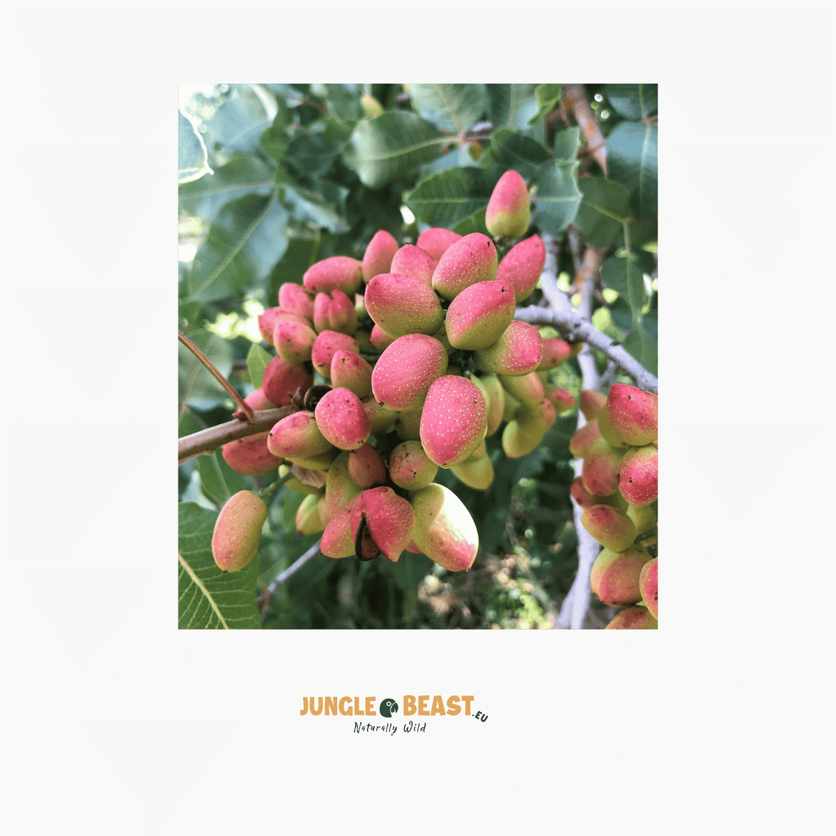 Pistache noten gepeld | 150g