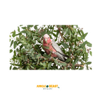 Eucalyptusbladeren | Verrijking | Papegaai