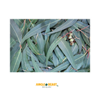 Eucalyptusbladeren | Verrijking | Papegaai