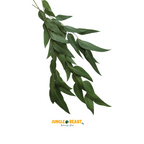 Eucalyptusbladeren | Verrijking | Papegaai
