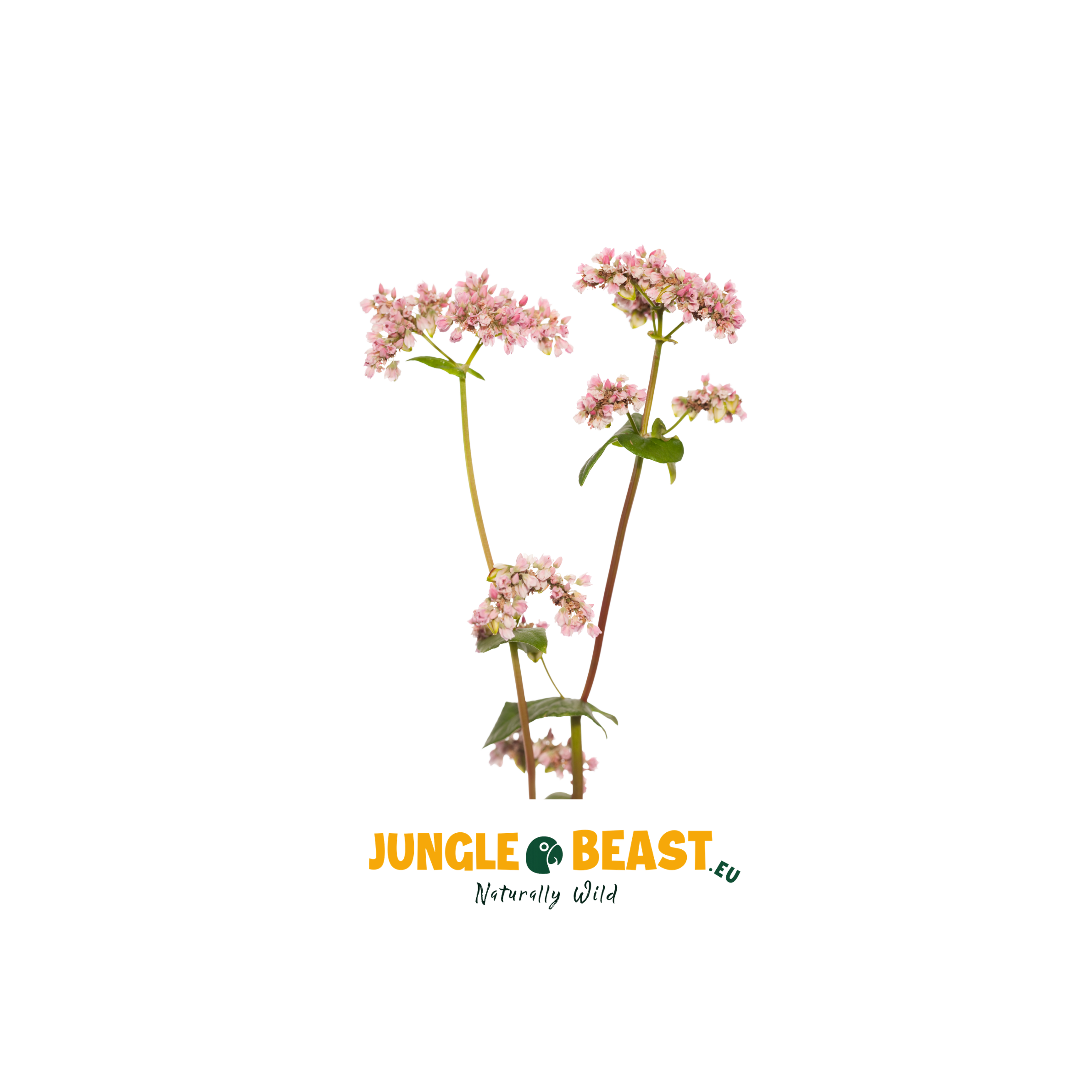 plant Boekweit  