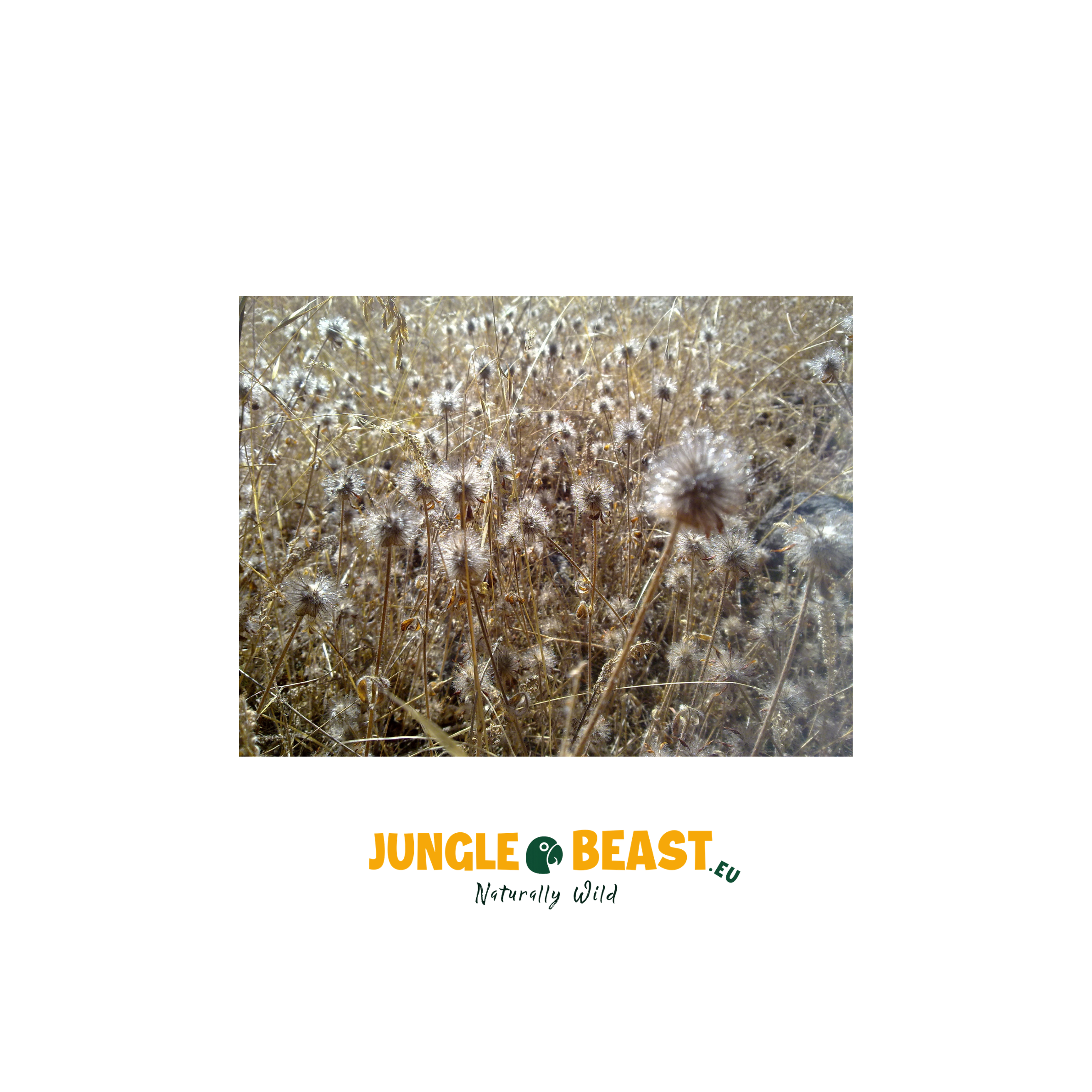 Onkruidzaad | 500g