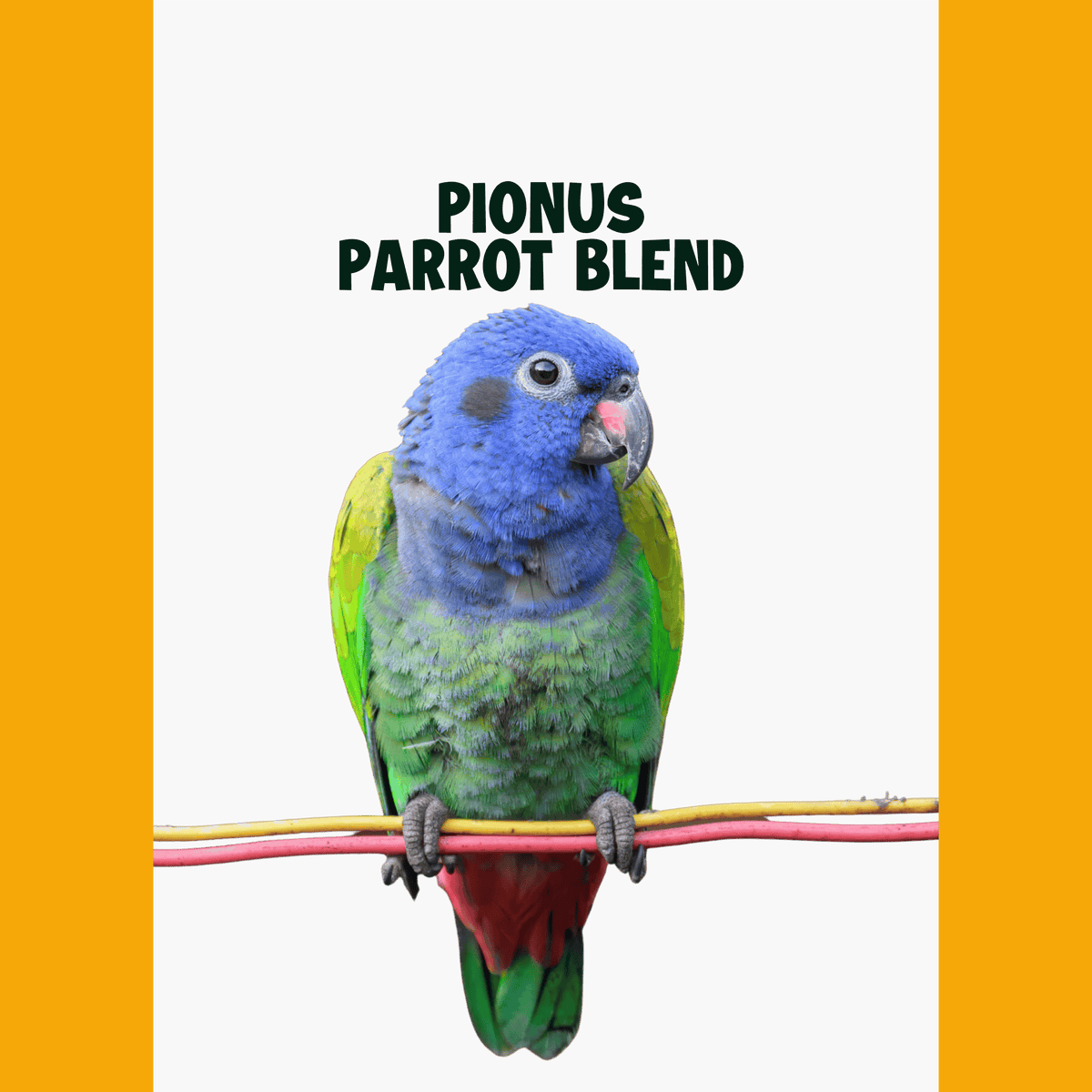 Pionus papegaaien | PUUR Blend