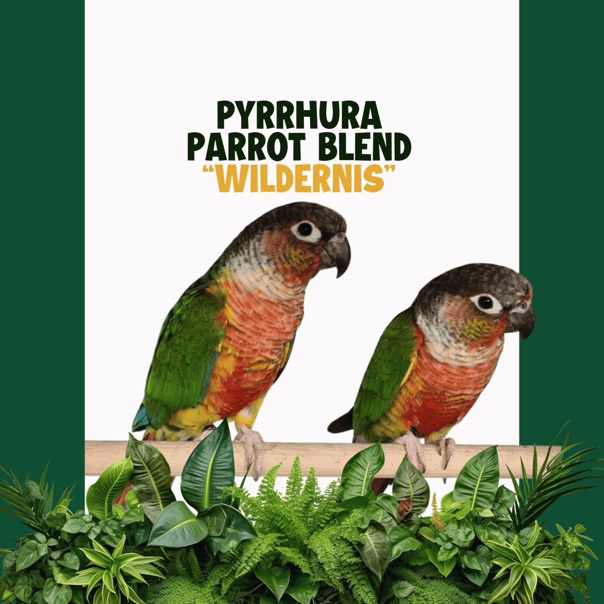 Pyrrhura | WILDERNIS Blend