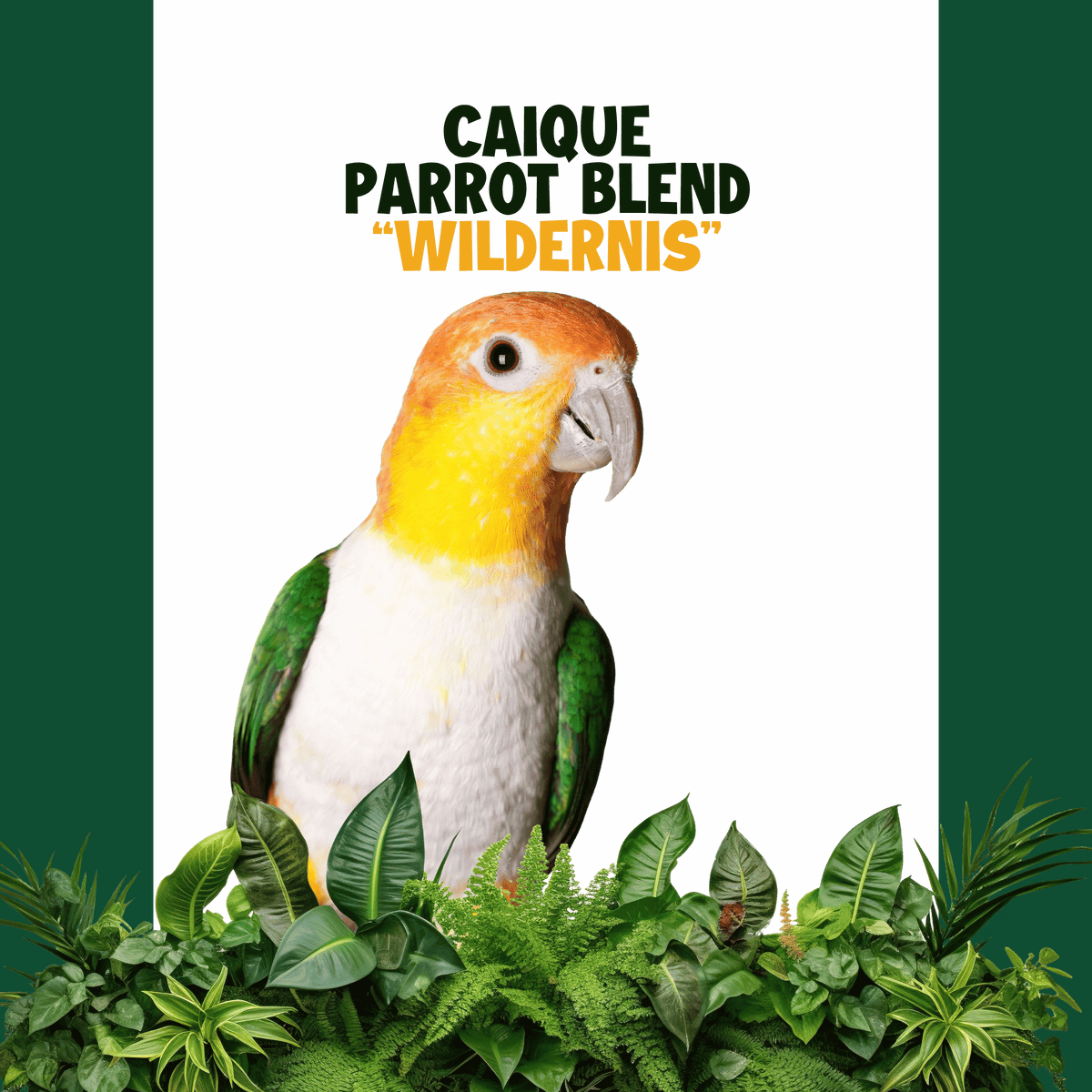 Caique  | WILDERNIS blend