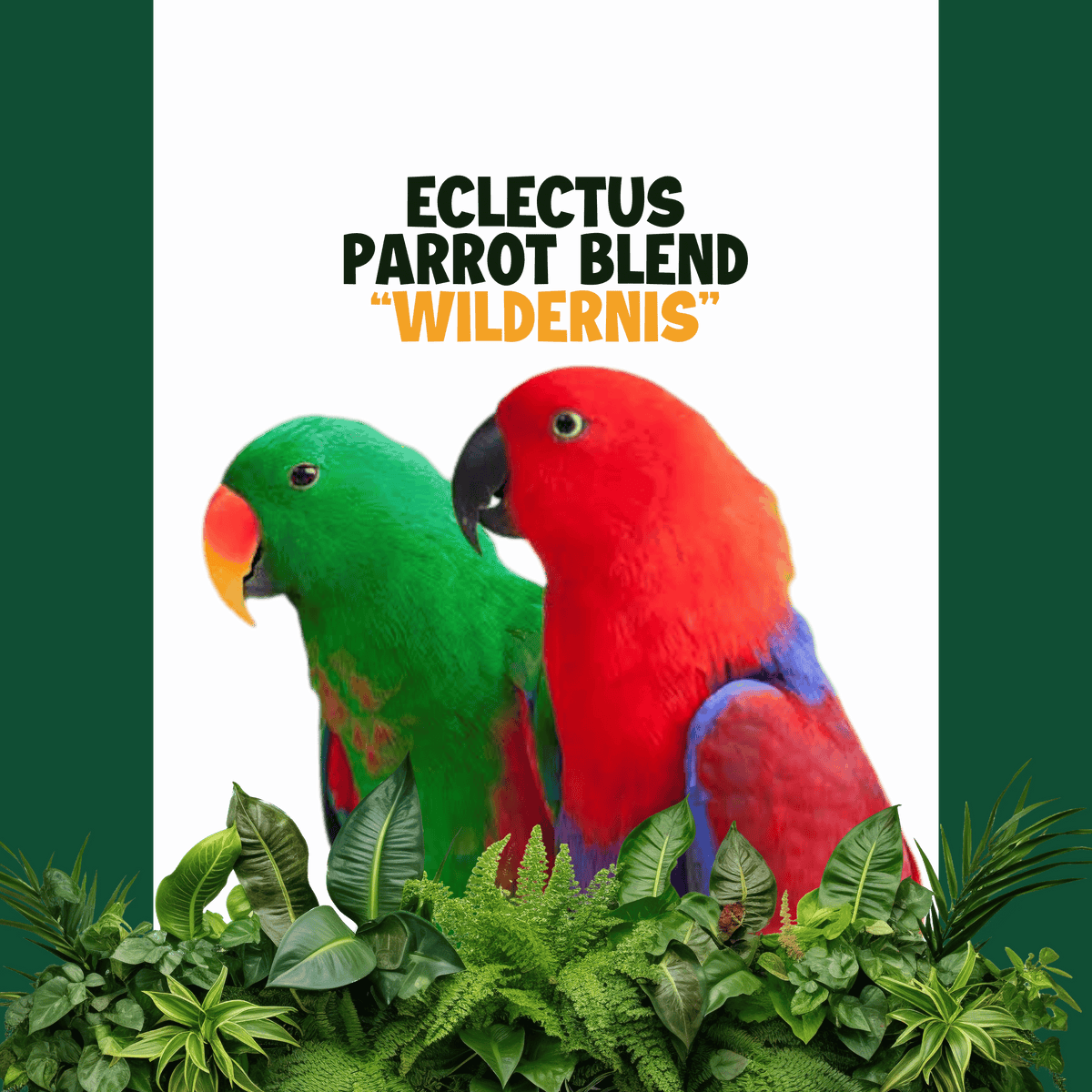 Eclectus - Edelpapegaai | WILDERNIS Blend