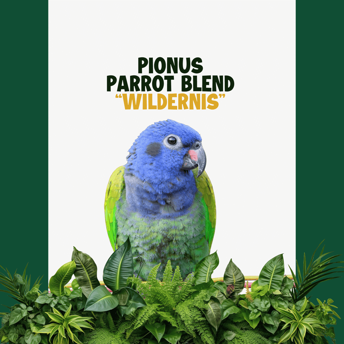 Pionus papegaaien | WILDERNIS Blend