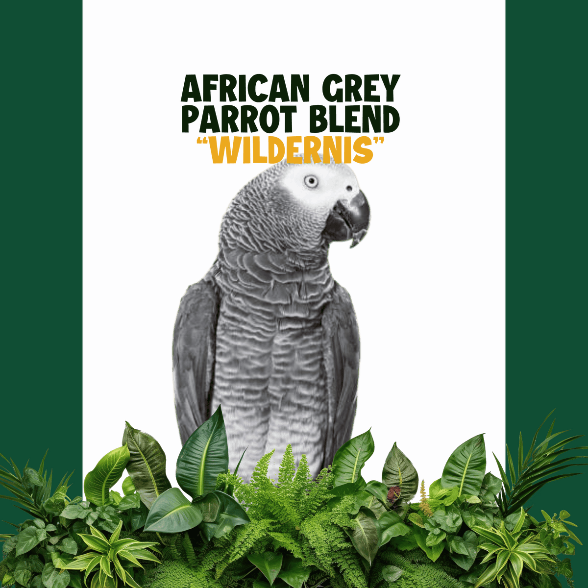 Roodstaart papegaai | WILDERNIS Blend