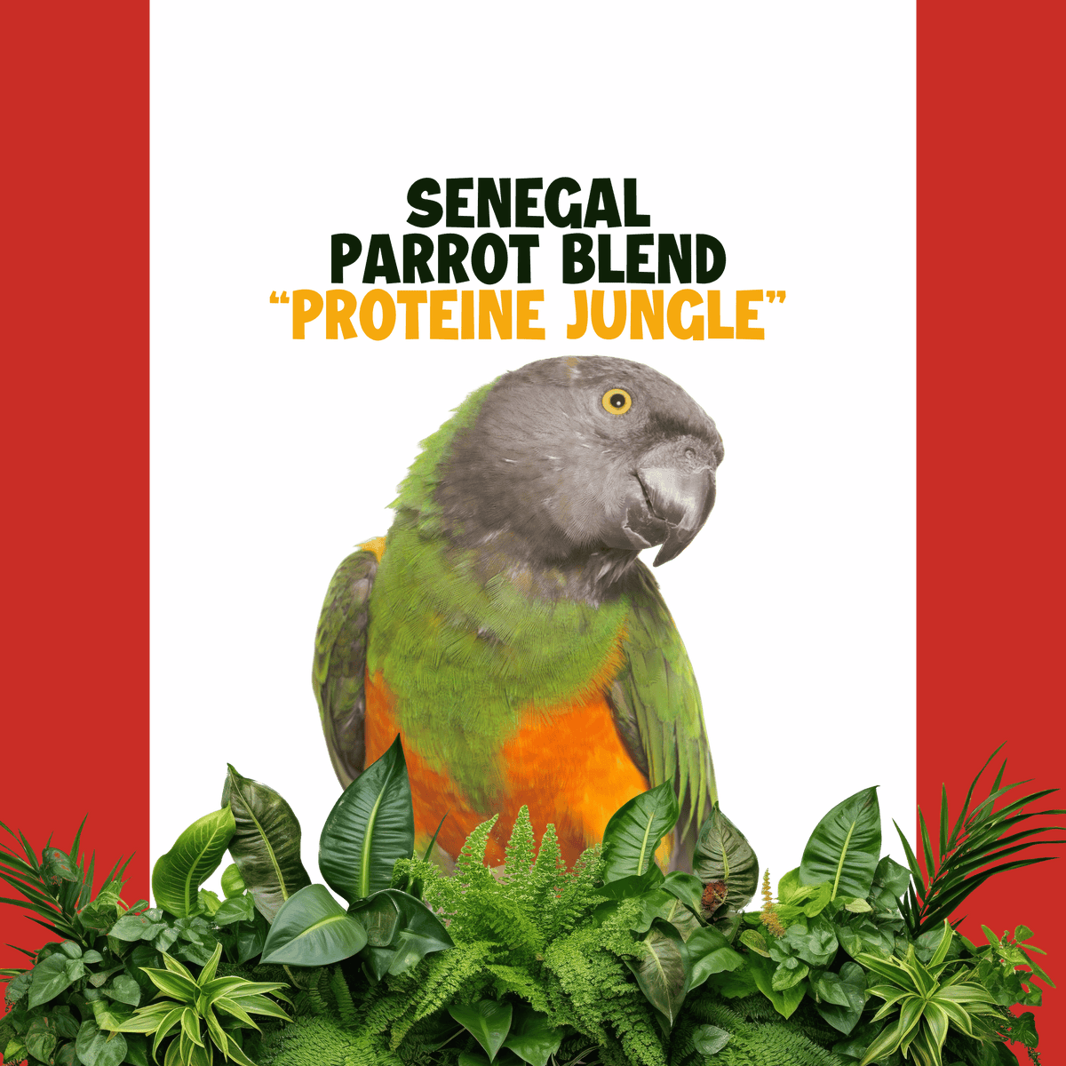 Senegal papegaaien | JUNGLE PROTËINE Blend