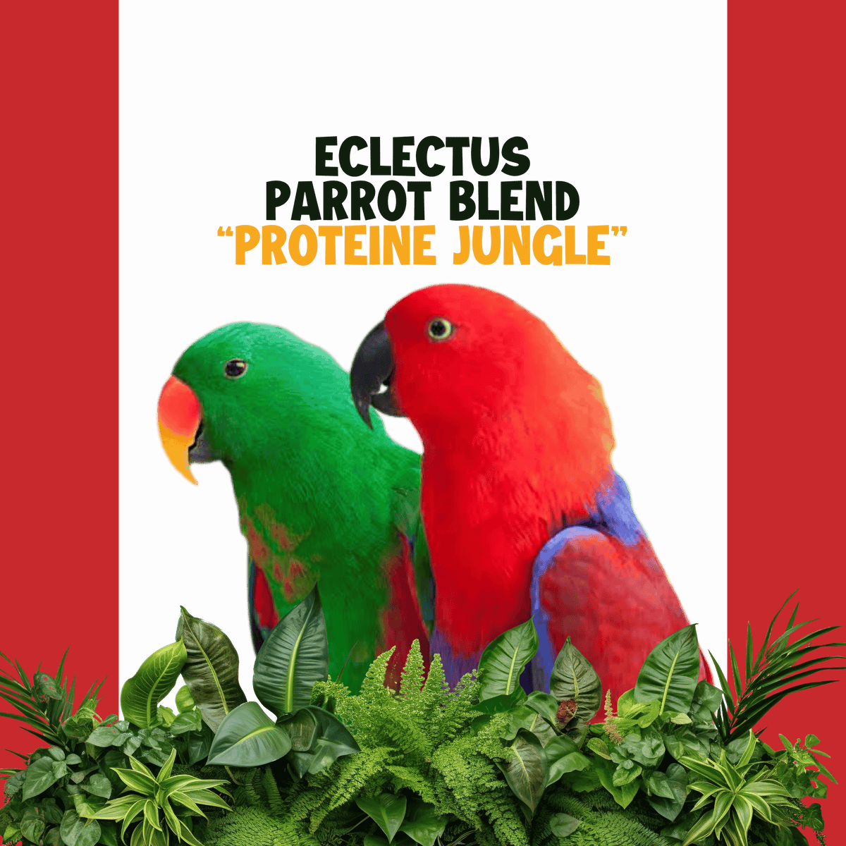 Eclectus-Edelpapegaai | JUNGLE PROTËINE Blend