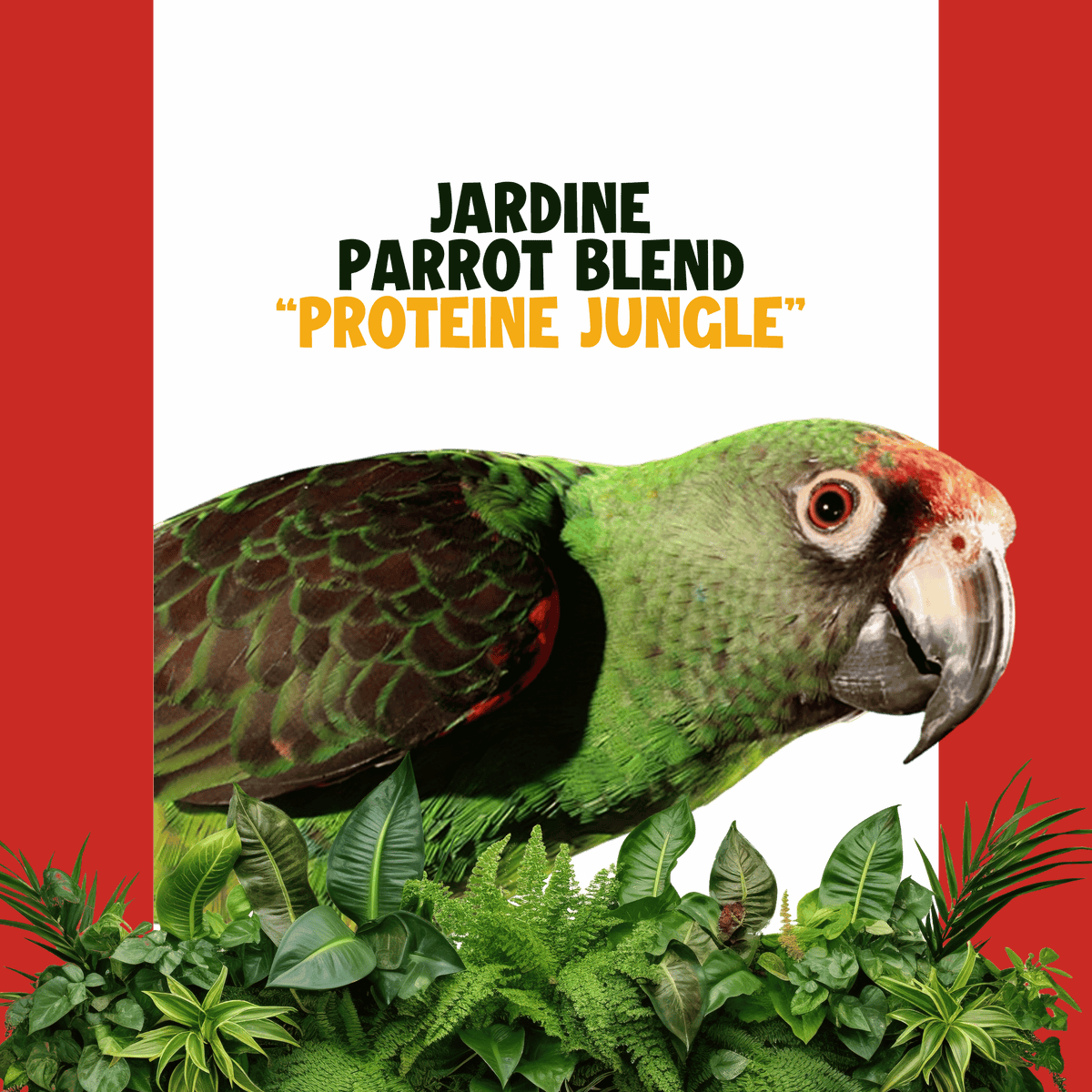 Jardine papegaai | JUNGLE PROTËINE Blend