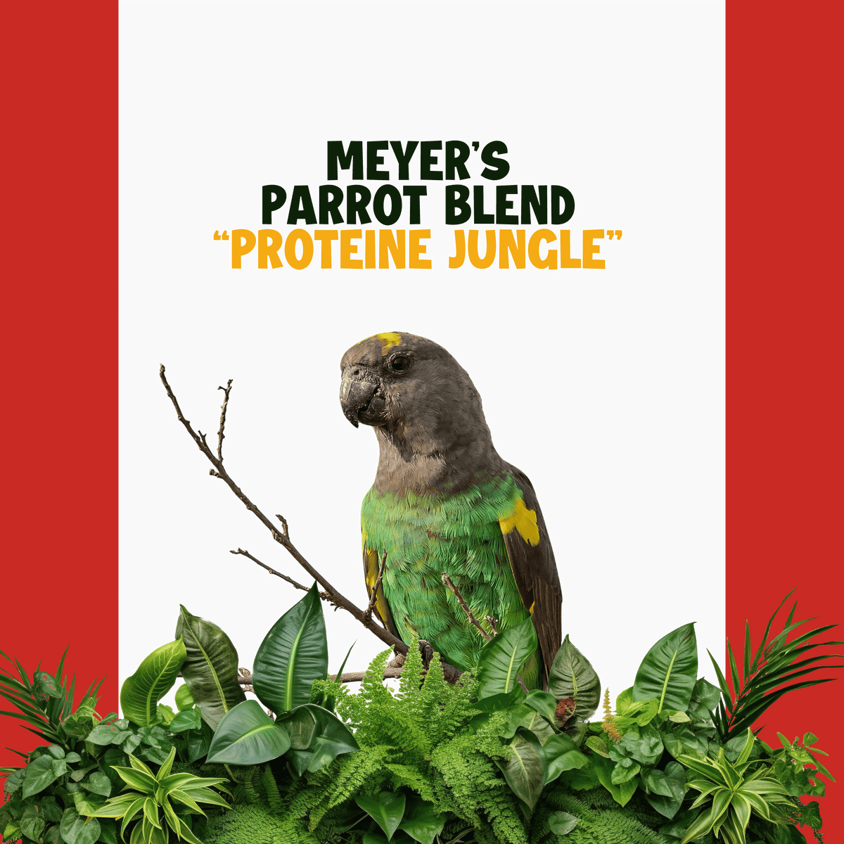 Meyer Papegaai | JUNGLE PROTËINE Blend
