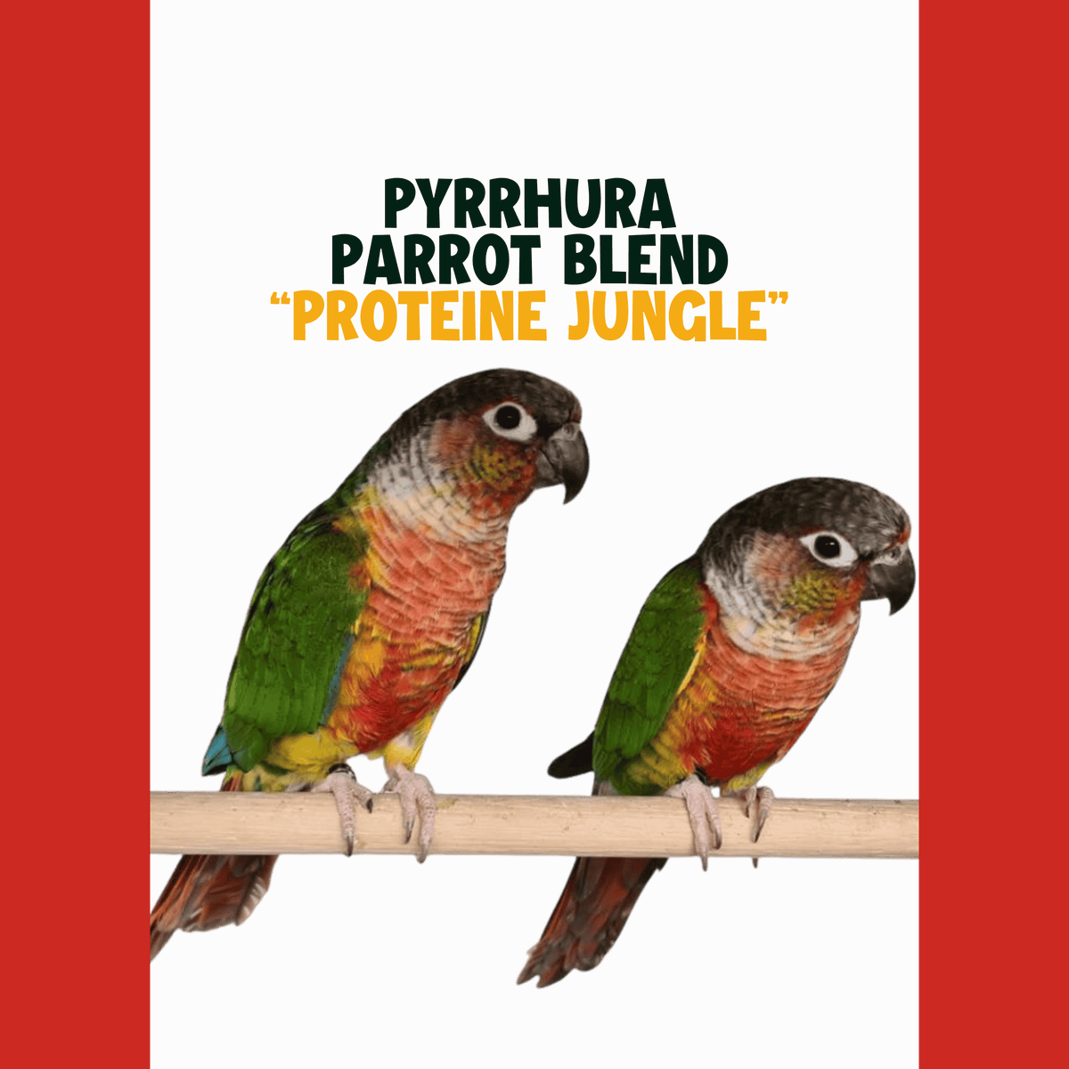 Pyrrhura | JUNGLE PROTËINE Blend
