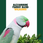 Grote Alexander Parkiet | WILDERNIS Blend
