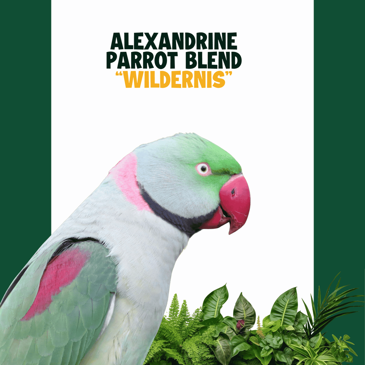 Grote Alexander Parkiet | WILDERNIS Blend