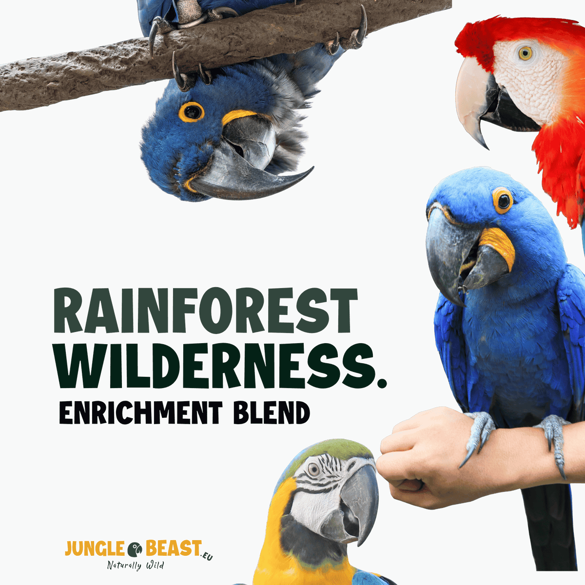REGENWALD-WILDNIS | Große Papageien