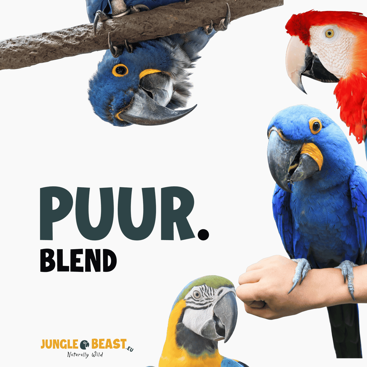 PUUR | Grote papegaaien | Nieuwe blend zonder zonnebloempitten | PRE- ORDER