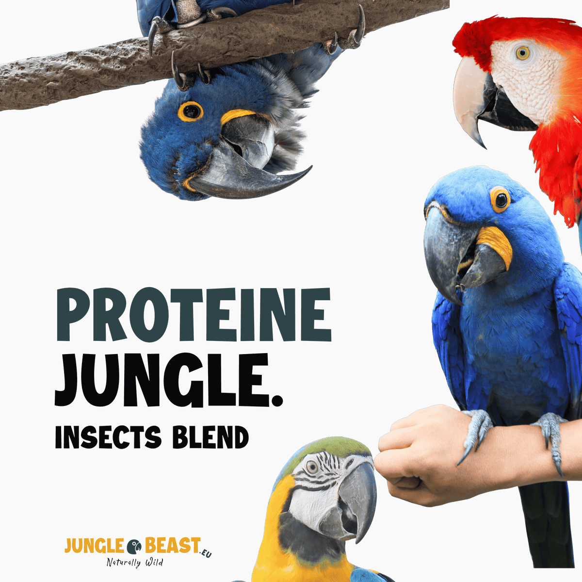 PROTEÏNE JUNGLE | Große und mittelgroße Papageien