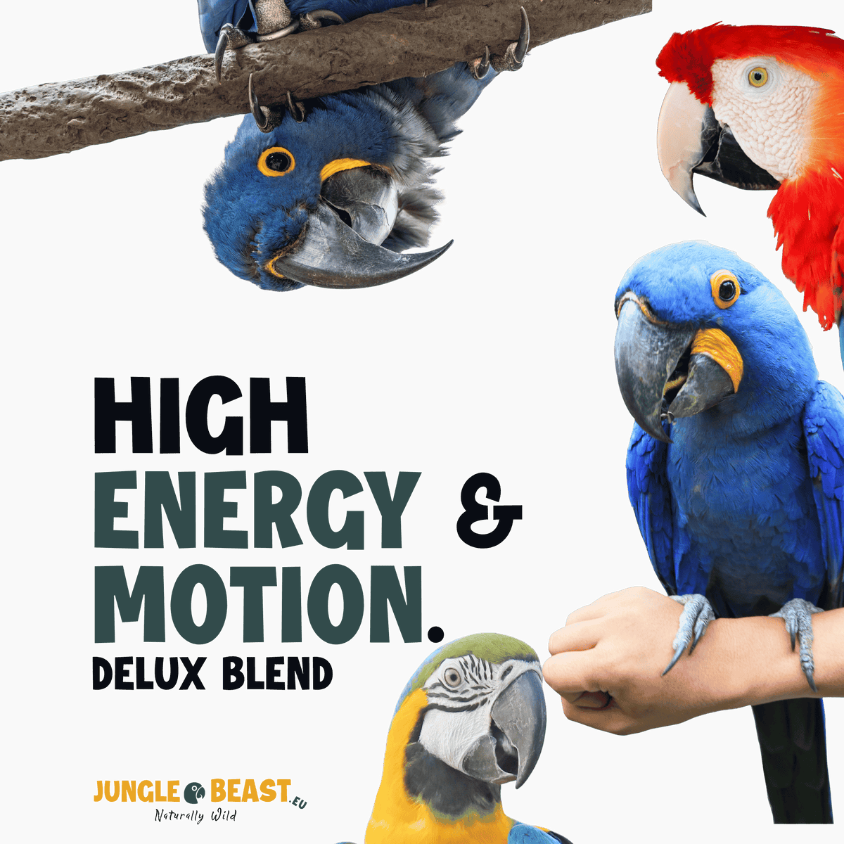 HIGH ENERGY & MOTION DELUX | Große Papageien