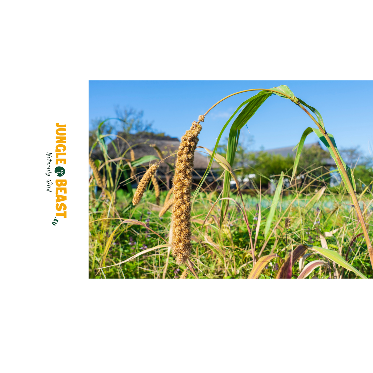 Mélange de millet en grappes | 500 g | nourriture pour perroquets