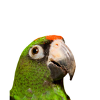Jardine papegaai | JUNGLE PROTËINE Blend