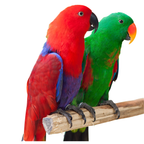 Eclectus - Edelpapegaai | WILDERNIS Blend