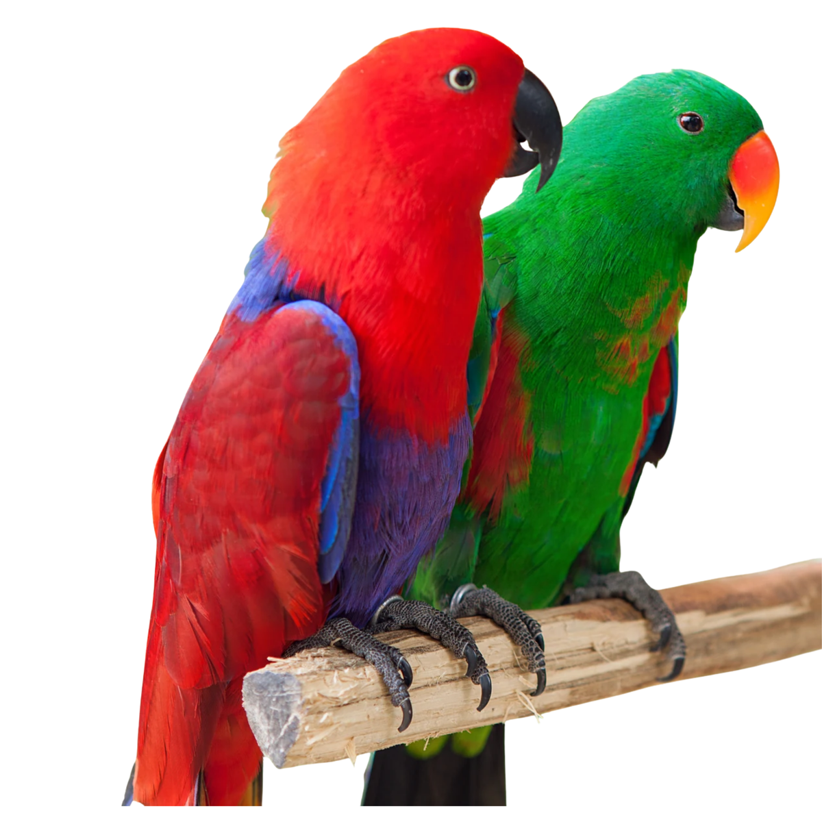 Eclectus - Edelpapegaai | PUUR Blend