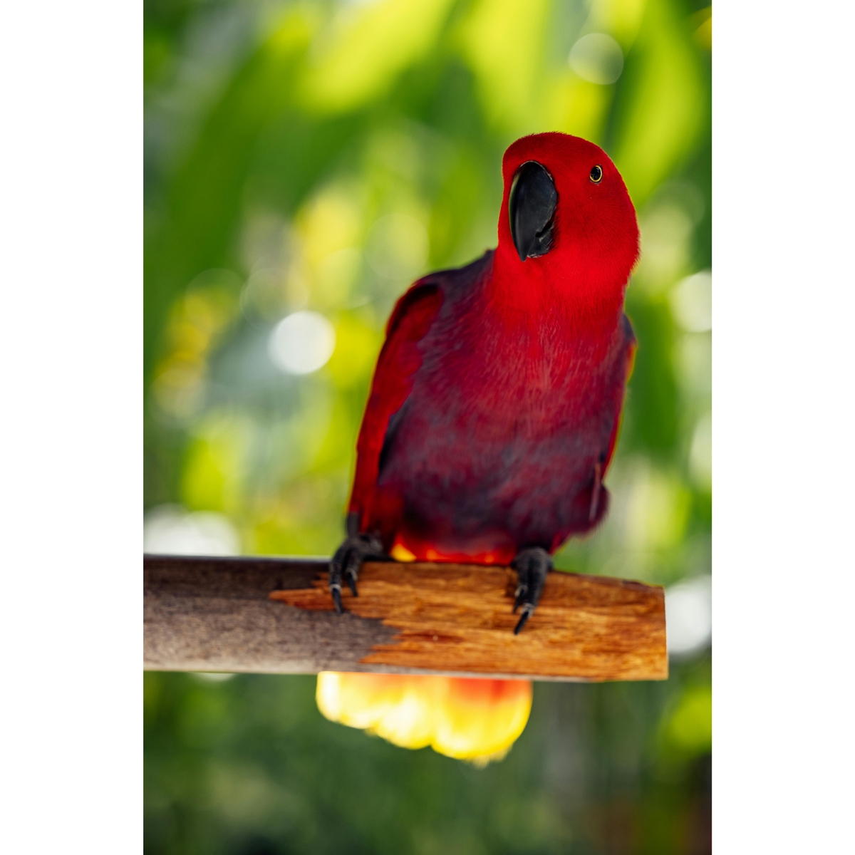 Eclectus - Edelpapegaai | PUUR Blend