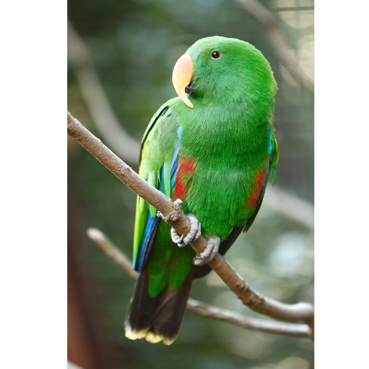 Eclectus - Edelpapegaai | WILDERNIS Blend