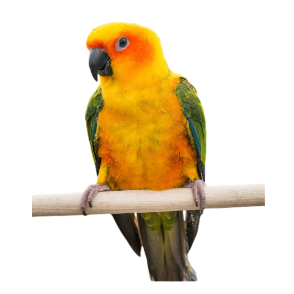Conure papegaaien | PUUR Blend