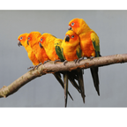 Conure papegaaien | WILDERNIS Blend