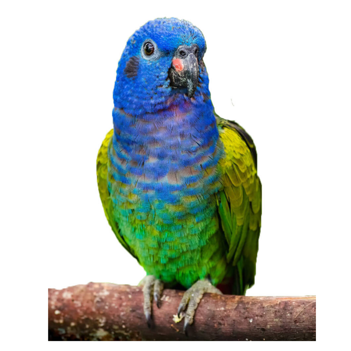 Pionus papegaaien | PUUR Blend